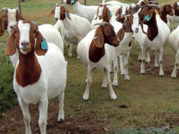 100% Full Blood LIVE Boer Goats Saanen Goats For Sale/ Alive Boer Goat Alpine