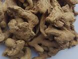 Dry Whole Ginger from Vietnam