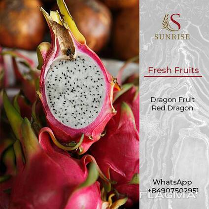 Fresh Dragon Fruit from Vietnam