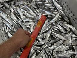 FRESH FROZEN Sprat
