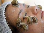 Gracefully Grown – Live Snails for Sale - фото 1