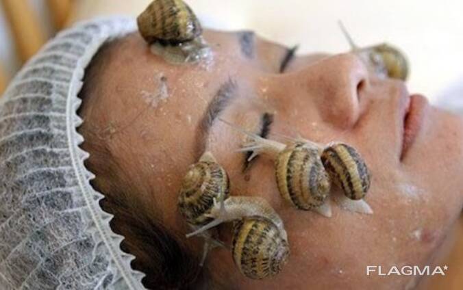 Gracefully Grown – Live Snails for Sale