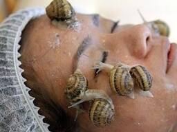 Gracefully Grown – Live Snails for Sale