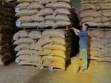 Green coffee Robusta and Arabica from Vietnam - фото 5