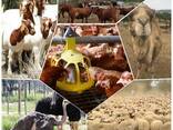 Livestock and ostrich chicks - photo 1