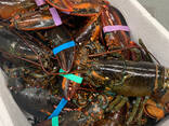 Lobsters - фото 2