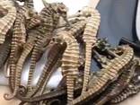 Premium Dried Seahorses for Sale - фото 1