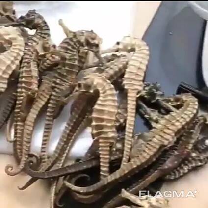 Premium Dried Seahorses for Sale