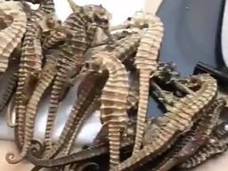 Premium Dried Seahorses for Sale