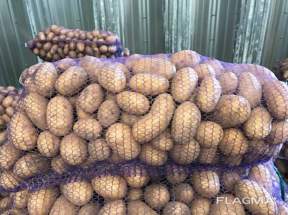 Polish potatoes: Vineta, Soraya, Queen Anne and others.