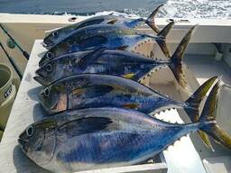Yellow Fin Tuna